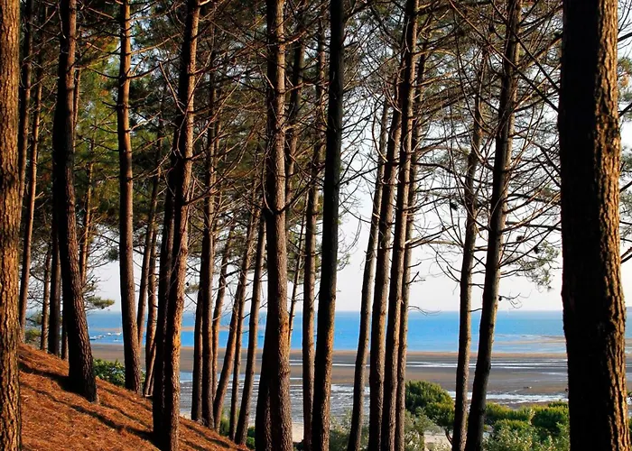 Maison Familiale A : 3 Chambres, Jardin Sous Les Pins, Wifi Fibre, Proche Et Centre - Fr-1-420-145 * Arcachon